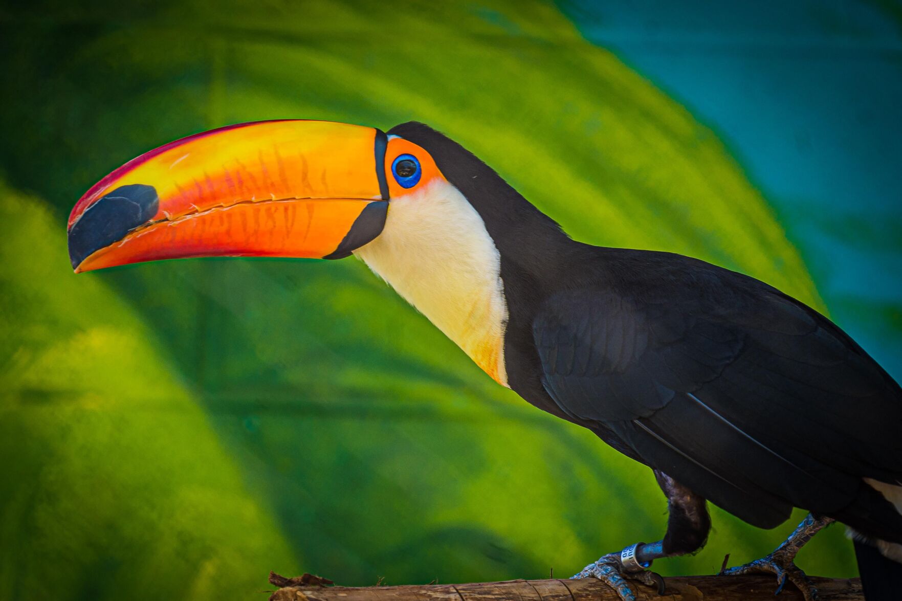 7-year-old Lucy becomes the 1st toco toucan to live at Louisville Zoo